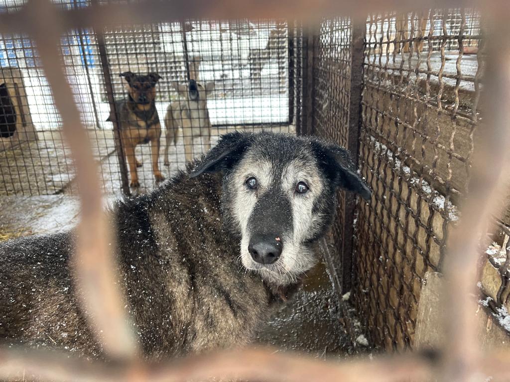 Ratunek dla 220 psów z Czerkasów